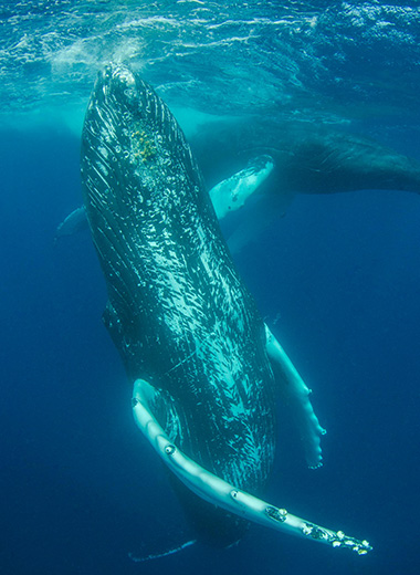 クジラの声を集める